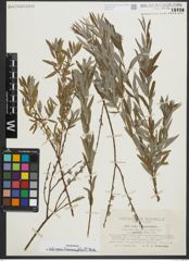 Foto von Salix repens subsp. rosmarinifolia (L.) Andersson